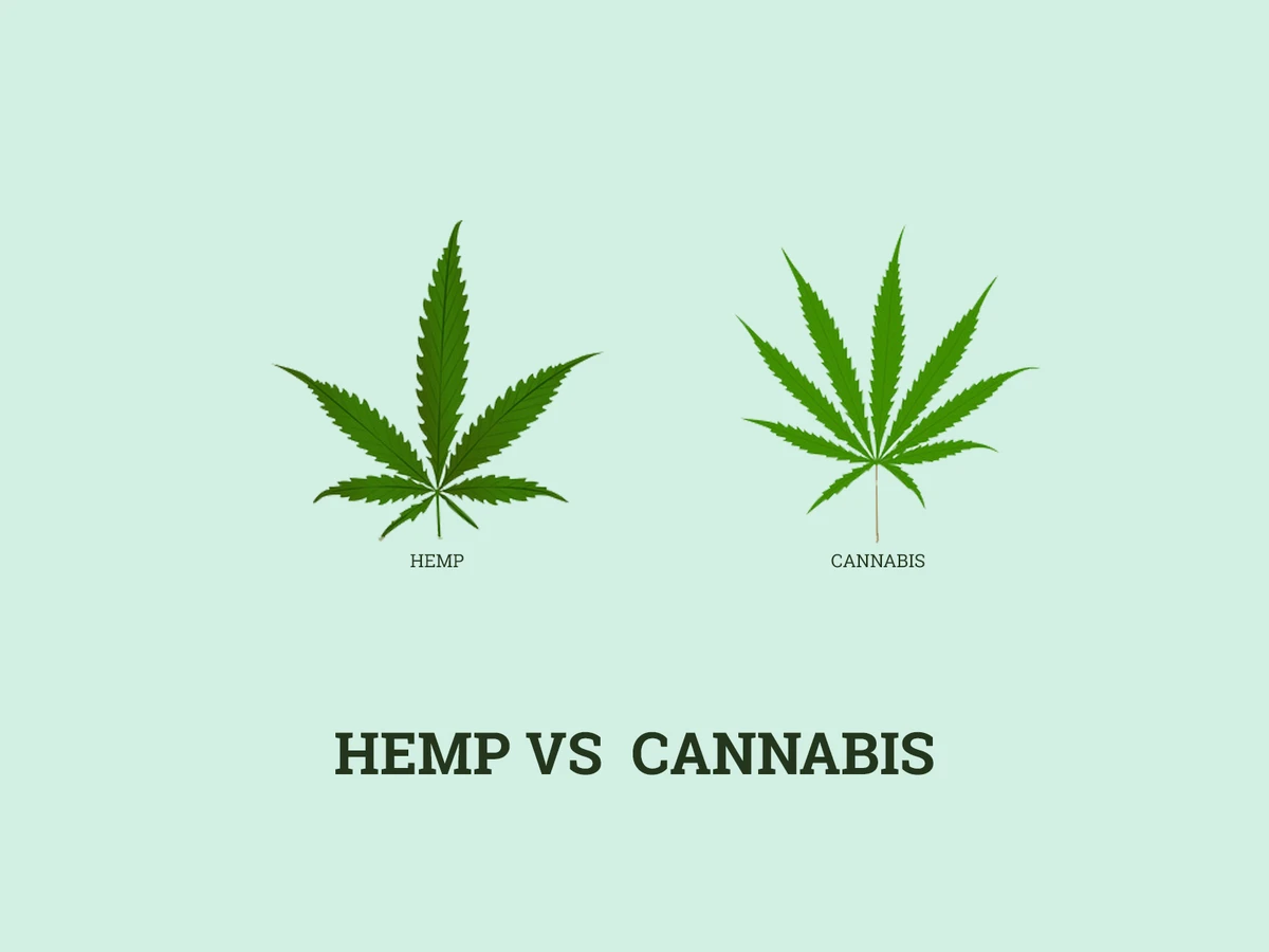 Difference Between Hemp and Cannabis