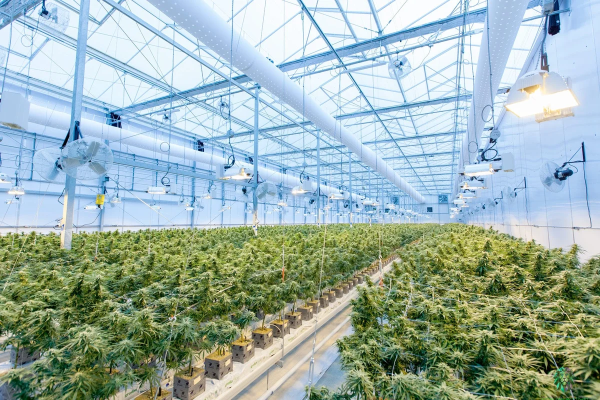 Major Difference Between Greenhouse Grown And Indoor Grown Cannabis