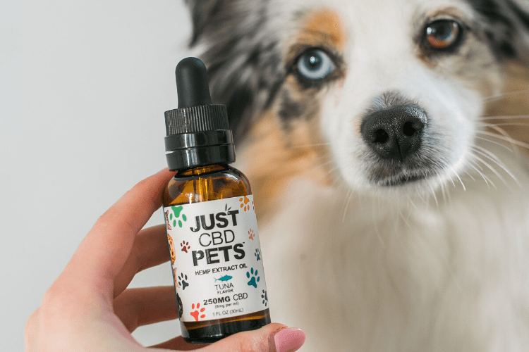 Giving CBD To Your Dog