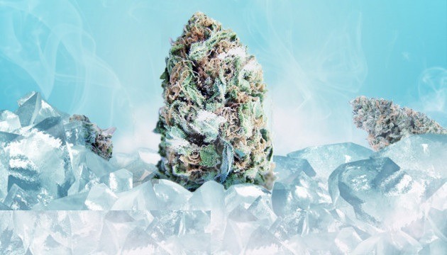 Freezing Your Weed