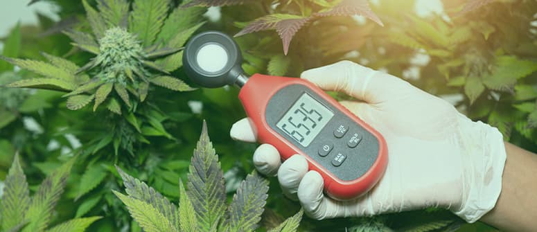 Best Temperature And Relative Humidity For Growing Cannabis 